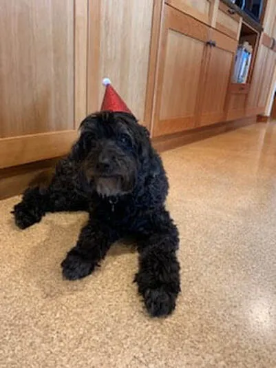 A Labradoodle named Zoey celebrating her 15th birthday, still bringing joy.