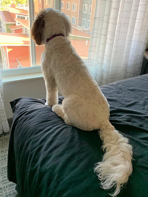 A Labradoodle on a Colorado vacation, posing for a photo during a big hiking trip.