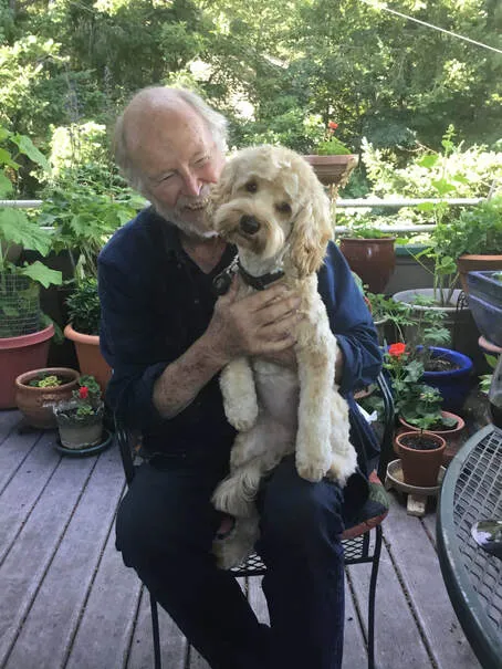 A Labradoodle puppy named Baby Bear just back from the groomer, looking freshly clipped.