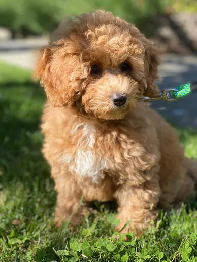 A Labradoodle puppy named Biscuit, adapting well to her new home and crate training.