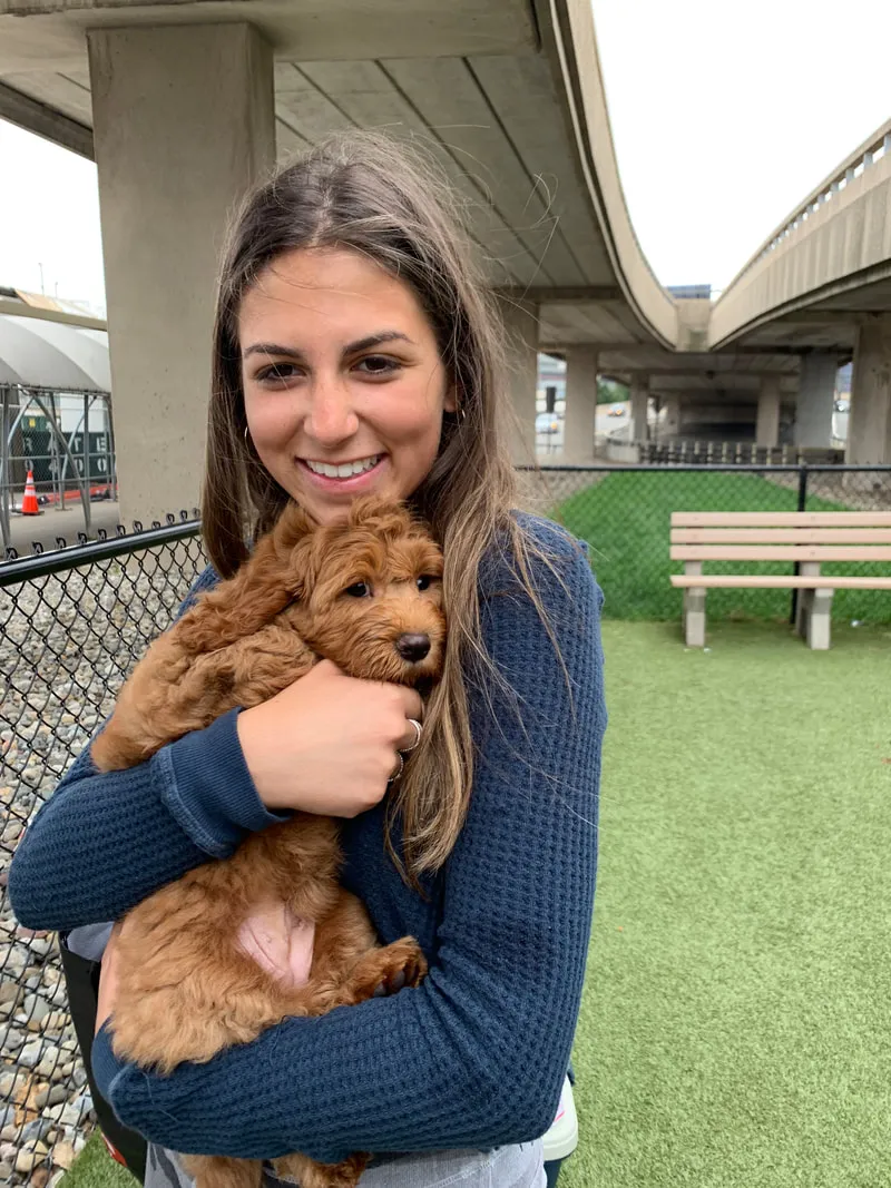 A Labradoodle puppy named Biscuit arriving home, met with excitement by a happy daughter.