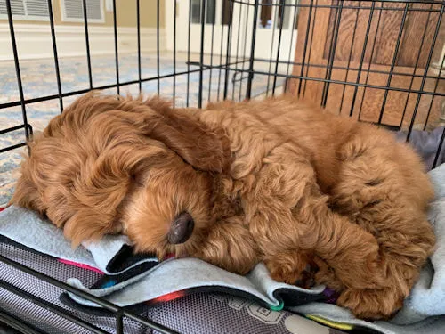 A Labradoodle puppy named Coco resting comfortably in her crate, settling in.