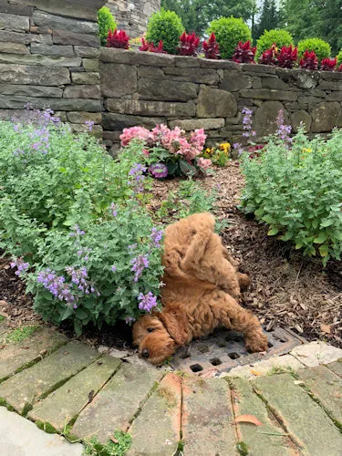 A Labradoodle puppy named Coco rolling happily in the garden.