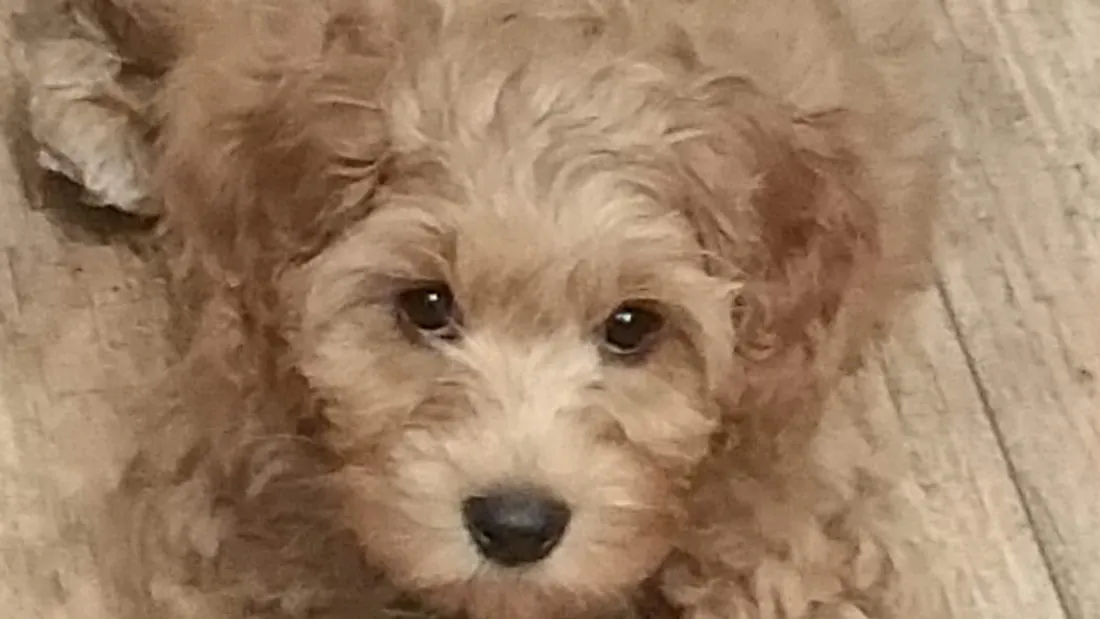 A Labradoodle puppy named Cubby at his first vet meeting, praised for being mellow and sweet.