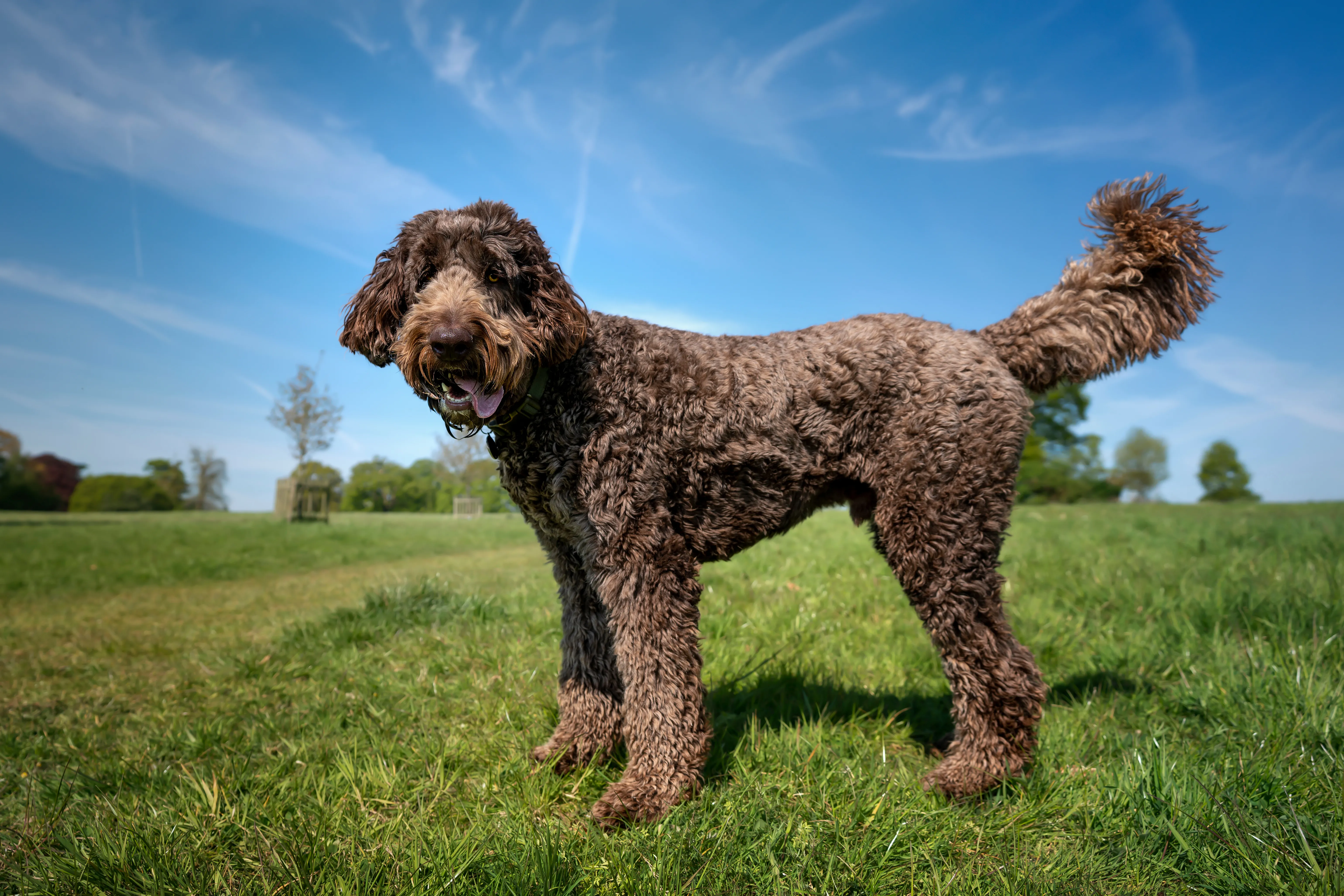 A labradoodle stands in a field.