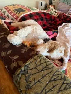 A Labradoodle taking a wonderful nap after a busy, fun morning.