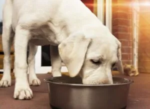 A Labrador puppy eating meat from a bowl.