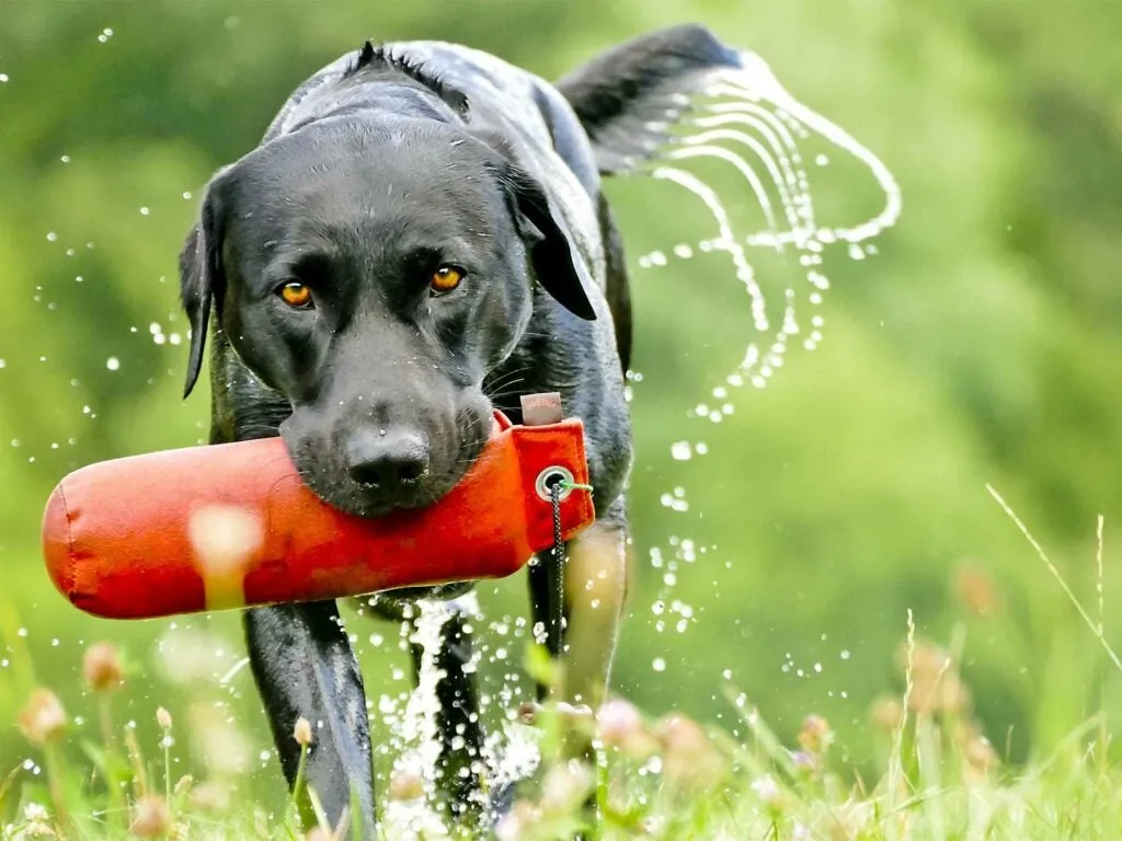 A Labrador retriever with a duck in its mouth, ready to retrieve.