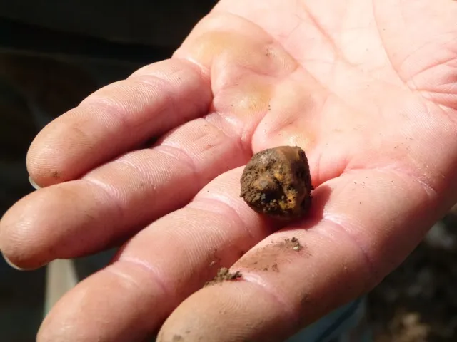 A Lagotto Romagnolo dog proudly holding a freshly found truffle