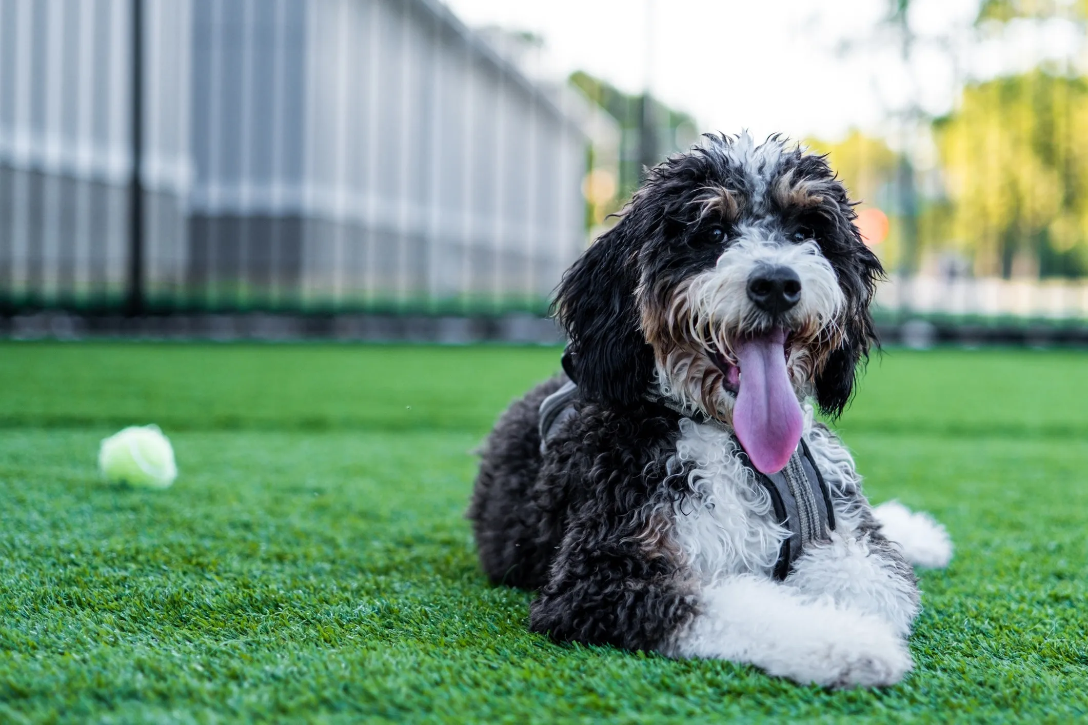 A large Bernedoodle dog lies comfortably in the grass with its tongue slightly out