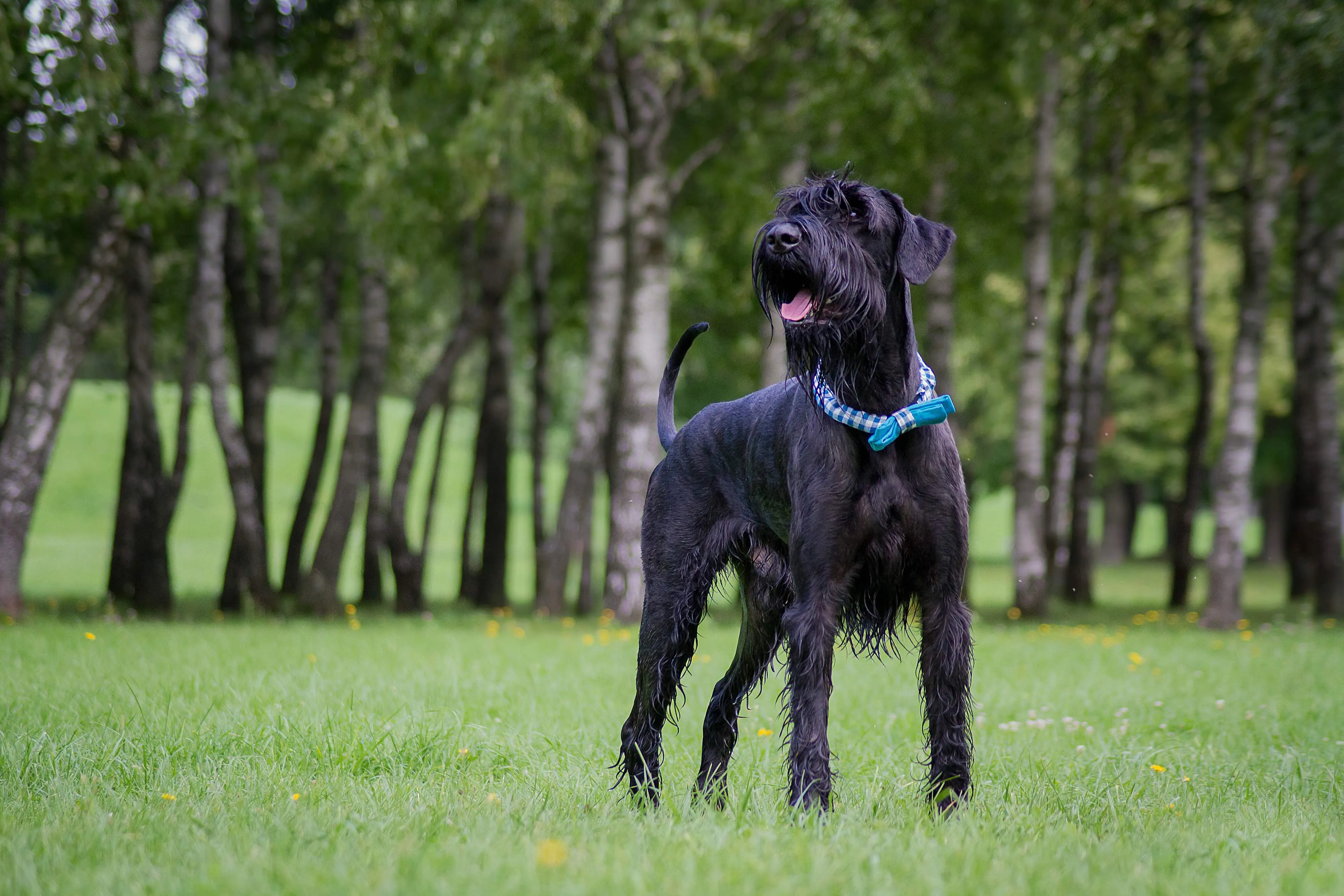 A large, black Giant Schnauzer with a wet coat and a blue bow collar stands in a park