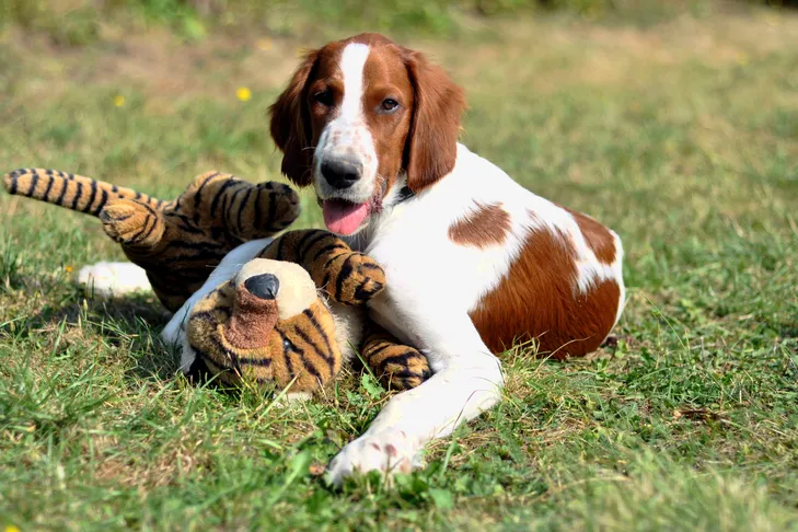 A large breed Irish Red and White Setter puppy gently holding a plush toy in a grassy outdoor area, highlighting positive early play.