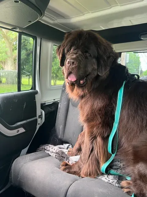 A large brown dog with noticeable drool, comfortably seated in the back of a car, highlighting the need for car protection from pets