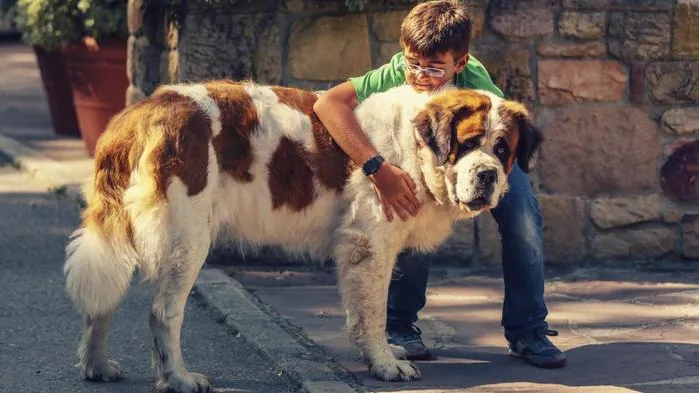 A large, fluffy Saint Bernard dog, Beethoven, looking comically disheveled, from the popular family dog movie series.
