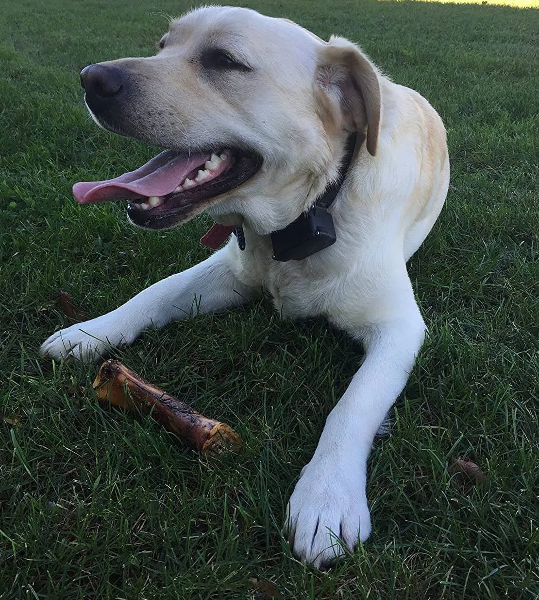 A large, happy golden retriever-like dog happily chewing on a substantial natural bone in a grassy backyard.
