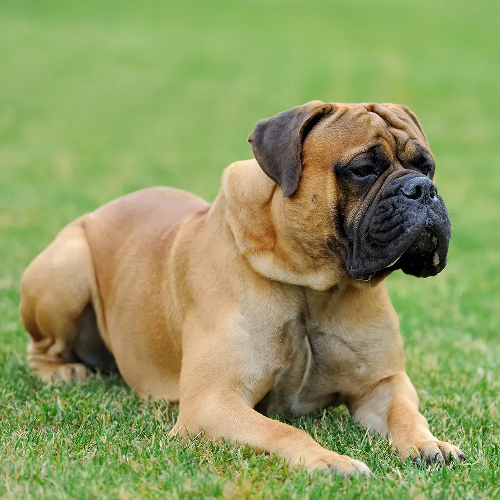 A large, imposing Mastiff dog sitting patiently