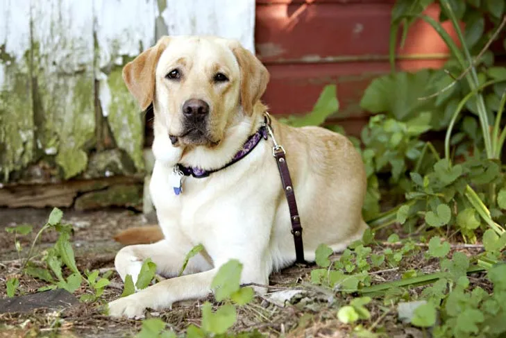 A large Labrador retriever resting outdoors near a dog door, emphasizing correct sizing for pet doors.