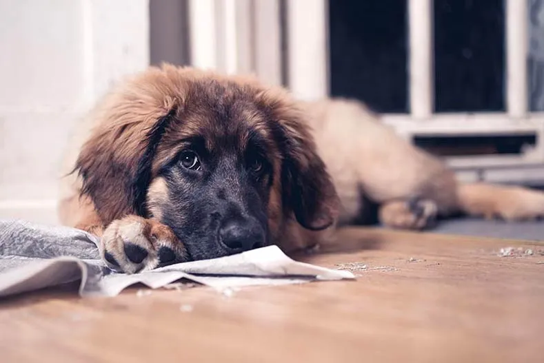 A large Leonberger puppy lying beside a used potty training pad, highlighting the importance of enzymatic cleaning for accidents.