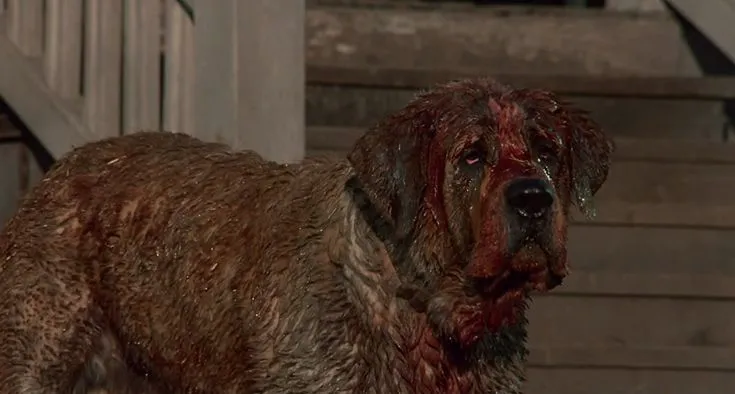 A large Saint Bernard dog with a menacing expression, depicting the fearsome character Cujo from the horror dog movie, against a dark backdrop.