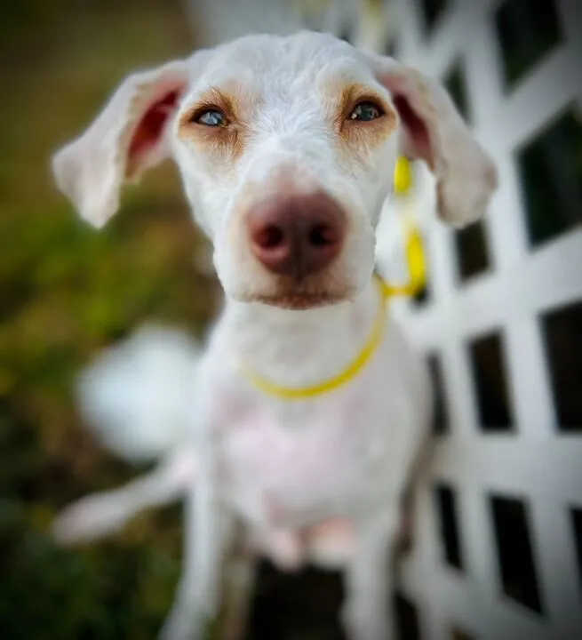 A light brown Miniature Poodle mix, named Dewey, with long, shaggy hair, looking intently.
