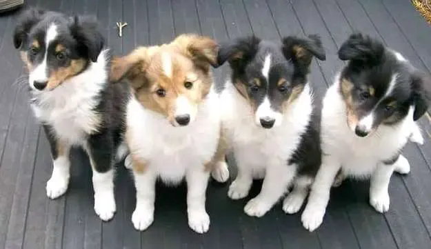 A litter of adorable Sheltie puppies, including sable and tri-color variations
