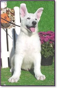 A magnificent White German Shepherd displaying its strong physique and striking features.