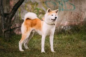 A majestic Akita Inu, a large and powerful protective dog breed, posing outdoors with an alert expression.