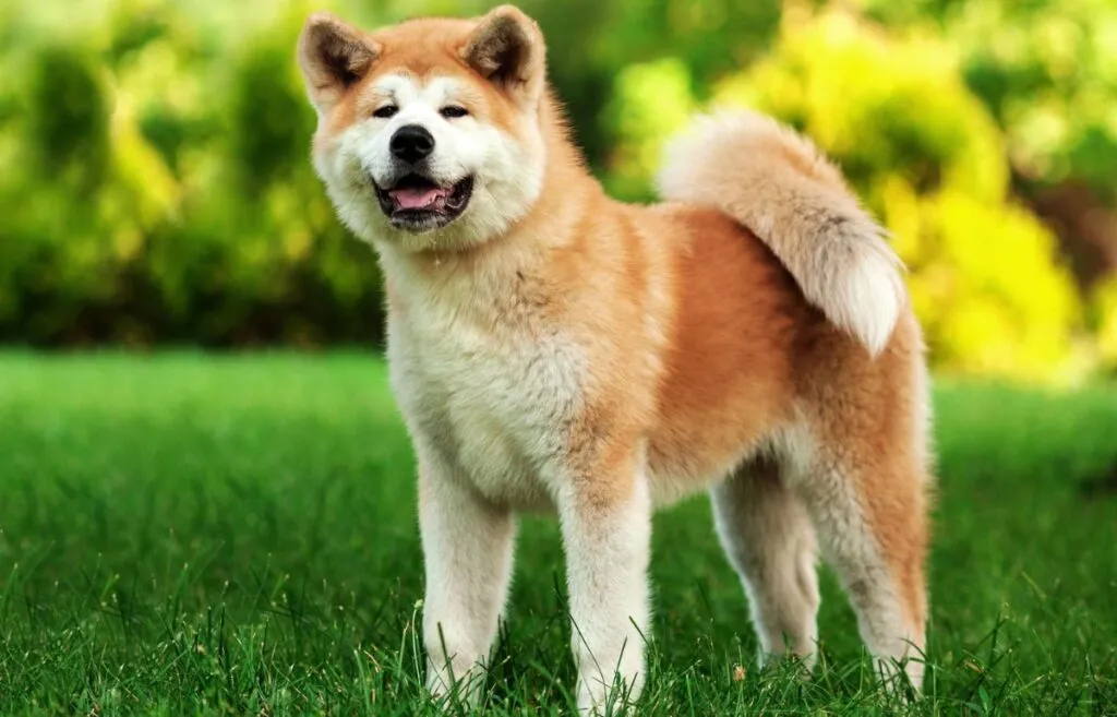 A majestic Akita with a thick red and white double coat, looking dignified.