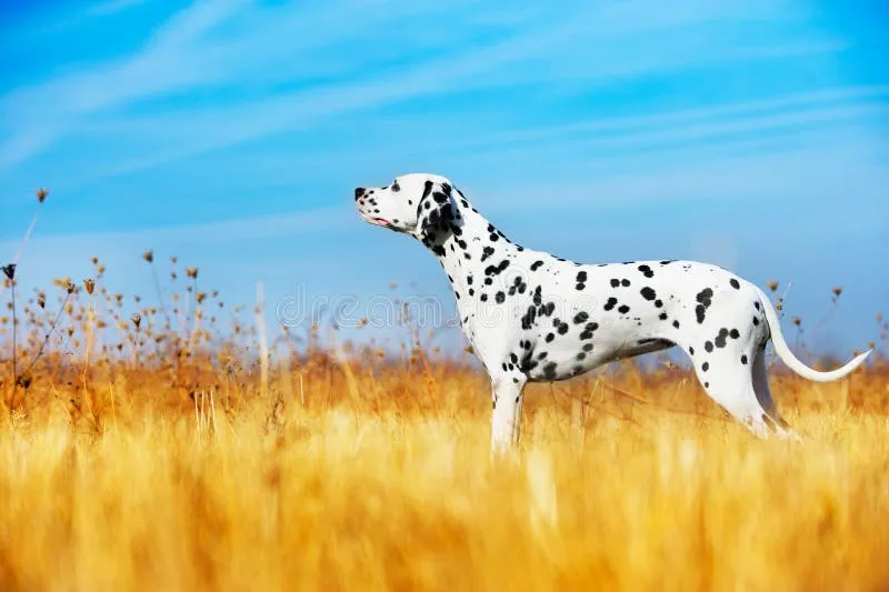 A majestic Dalmatian dog standing gracefully in a green field, highlighting its athletic build and distinctive markings.