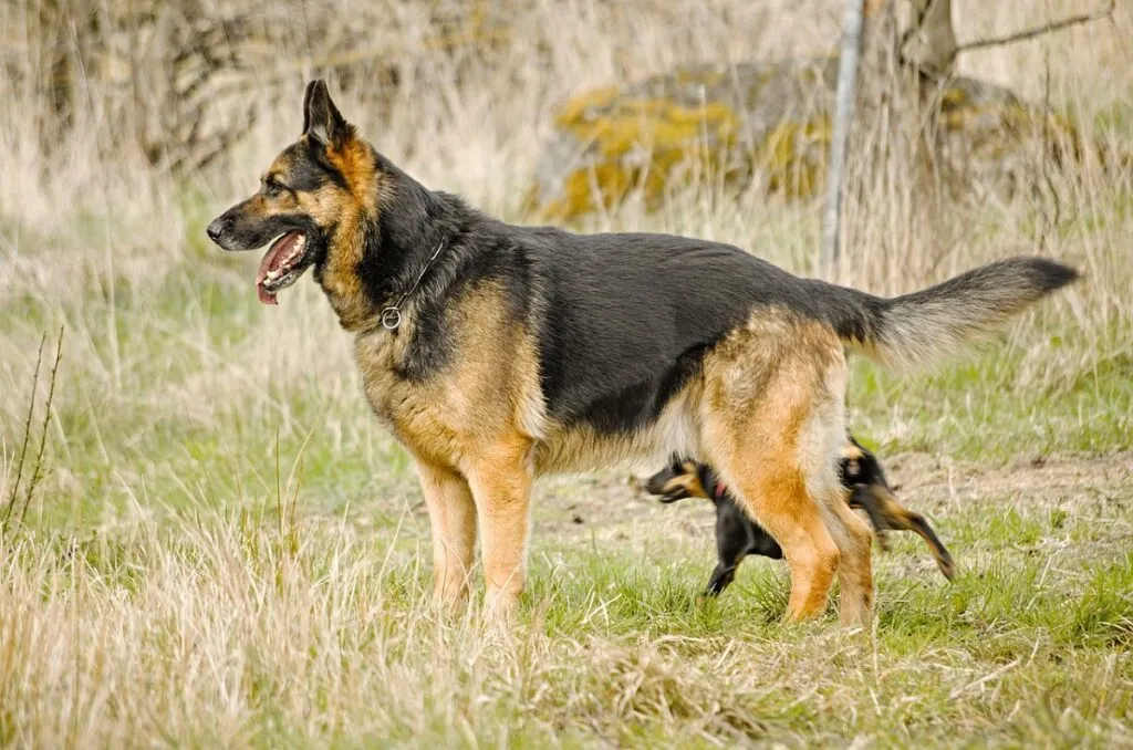 A majestic German Shepherd Dog standing alert
