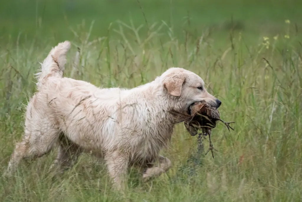 A majestic Golden Retriever, one of the best hunting dog breeds, gracefully retrieves a bird from the field during a hunt.