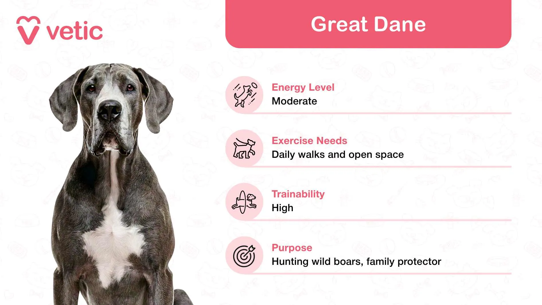 A majestic Great Dane, embodying a gentle and protective demeanor, making it a friendly giant dog breed for families in India.