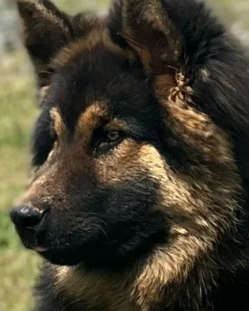 A majestic King Shepherd standing alert