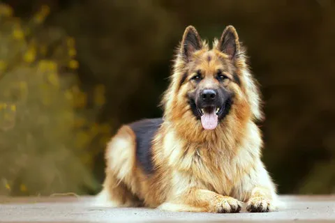 A majestic purebred German Shepherd dog, looking alert and focused, symbolizing loyalty and intelligence.