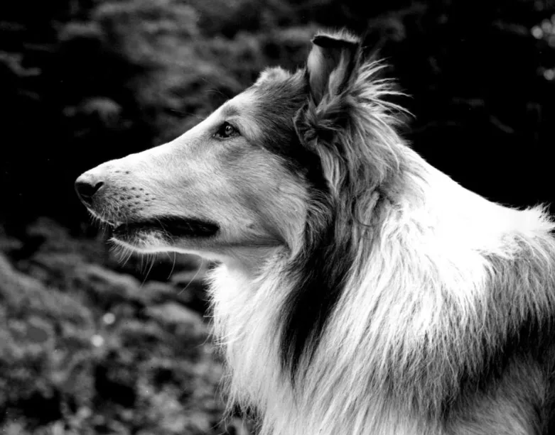 A majestic Rough Collie dog, Pal who portrayed Lassie, stands proudly in a classic portrait, symbolizing an iconic dog movie true story.
