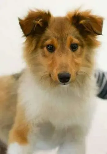 A majestic sable Sheltie puppy, Odin, looking regal and poised, as if campaigning for a cause