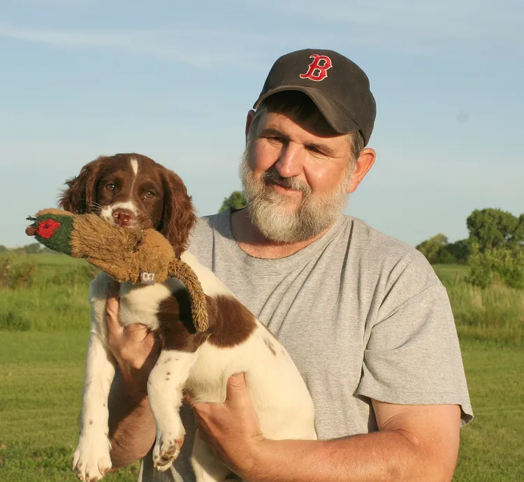 A majestic Springer Spaniel with a proud stance