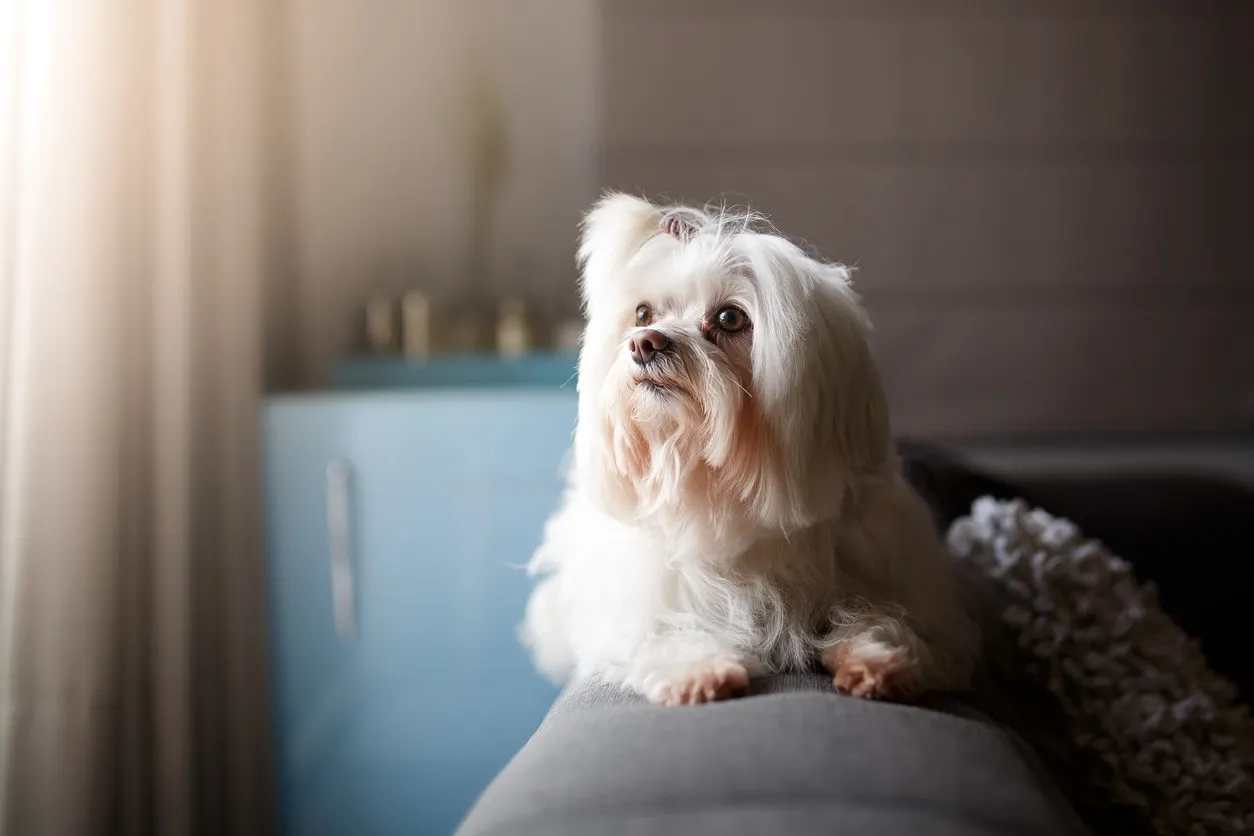 A majestic white Lhasa Apso dog looking contemplatively out a window, showcasing its dignified mane.