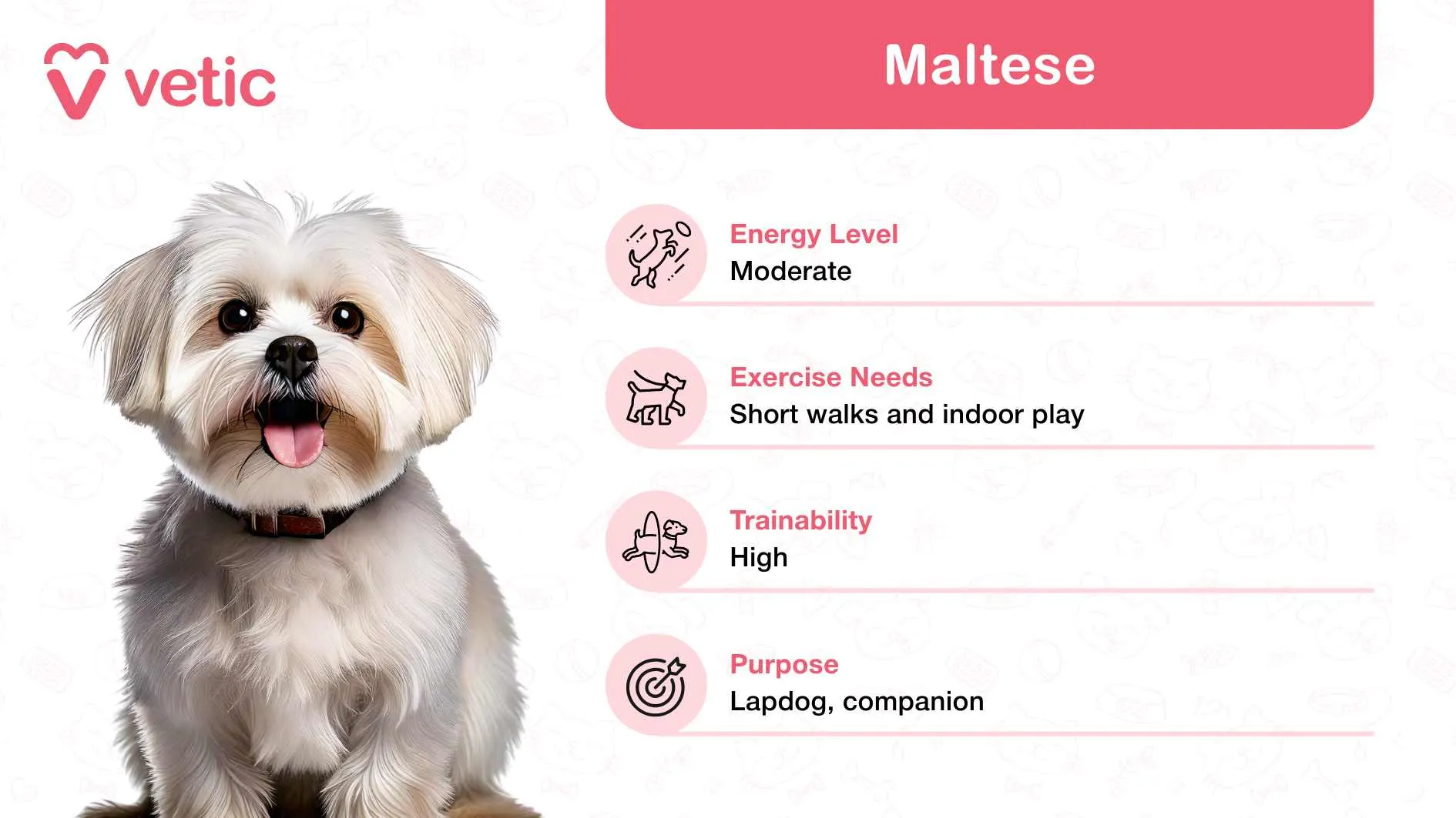 A Maltese dog with silky white fur, representing an affectionate and playful small dog breed in India.