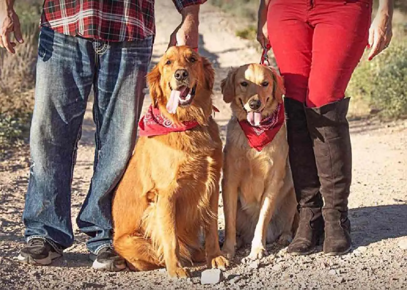 A man and a woman posing for the photo alongside their two golden retrievers