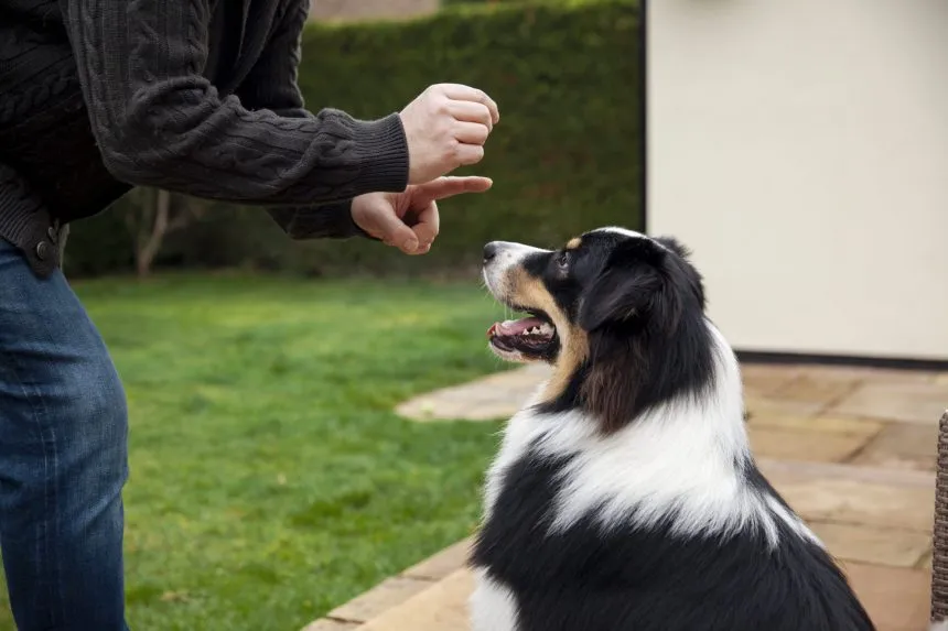 A man is giving a dog a handshake