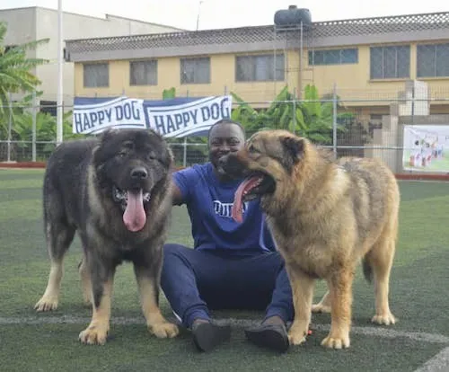 A man sitting on a grass field with two huge thick coated brown and black dogs on each side of him with a yellow building in the distance behind them.