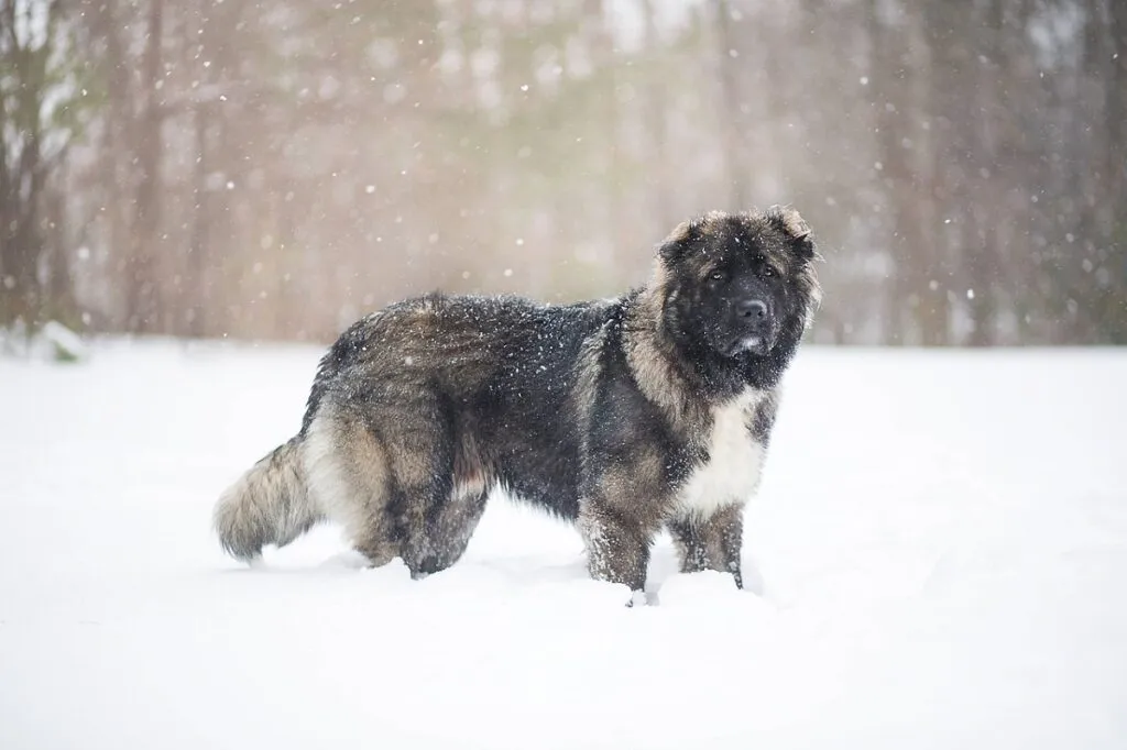 A massive Caucasian Shepherd Dog, an imposing and bold guard dog breed originating from the Caucasus Mountains.