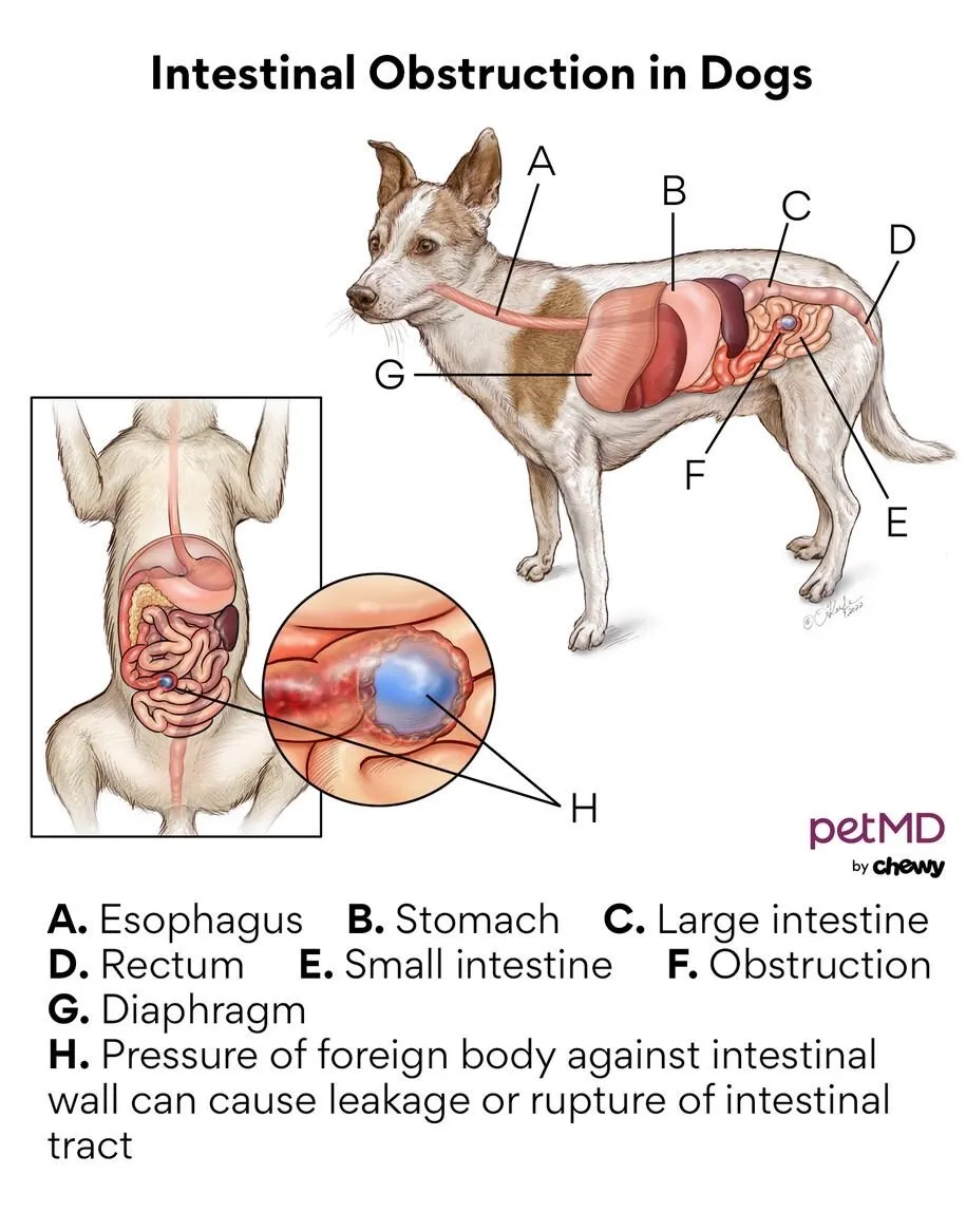 A medical illustration showing what happens when a dog has an intestinal blockage.