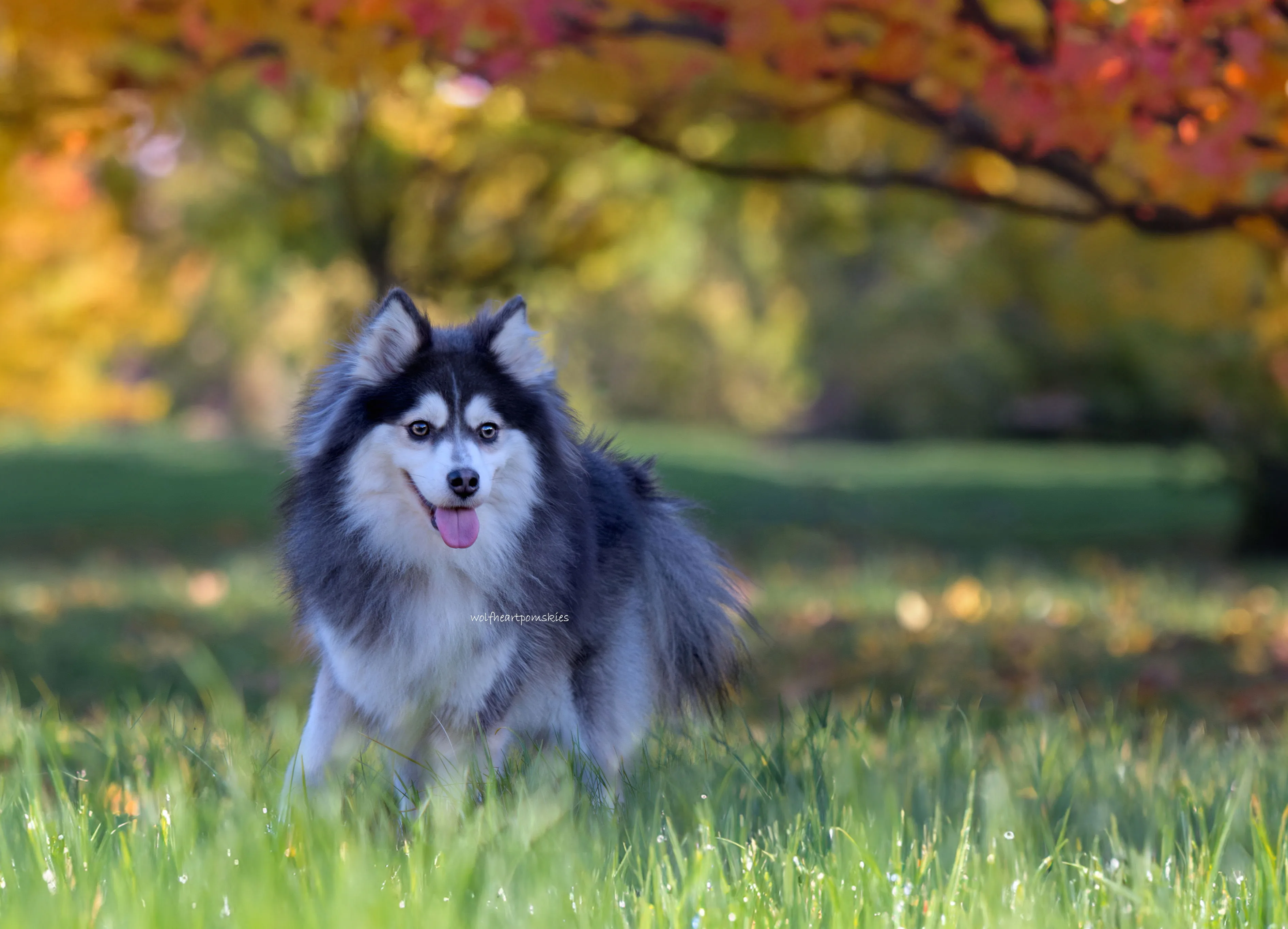 A medium-sized Pomsky looking directly at the camera, exemplifying the balanced physical characteristics of a mid-range Pomsky.