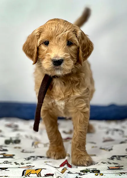A mini Goldendoodle puppy focused on training to stay, demonstrating good obedience