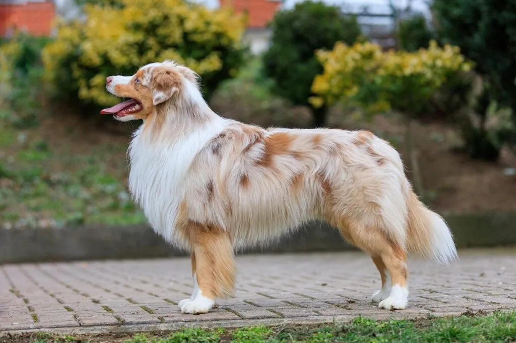 A Miniature American Shepherd, a compact yet energetic herding dog resembling a smaller Australian Shepherd.