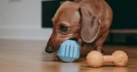 A miniature dachshund puppy happily chewing on a durable toy