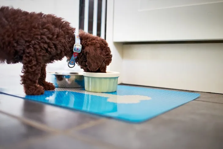 A Miniature Poodle puppy actively eating its dinner from a silver bowl in a modern kitchen.