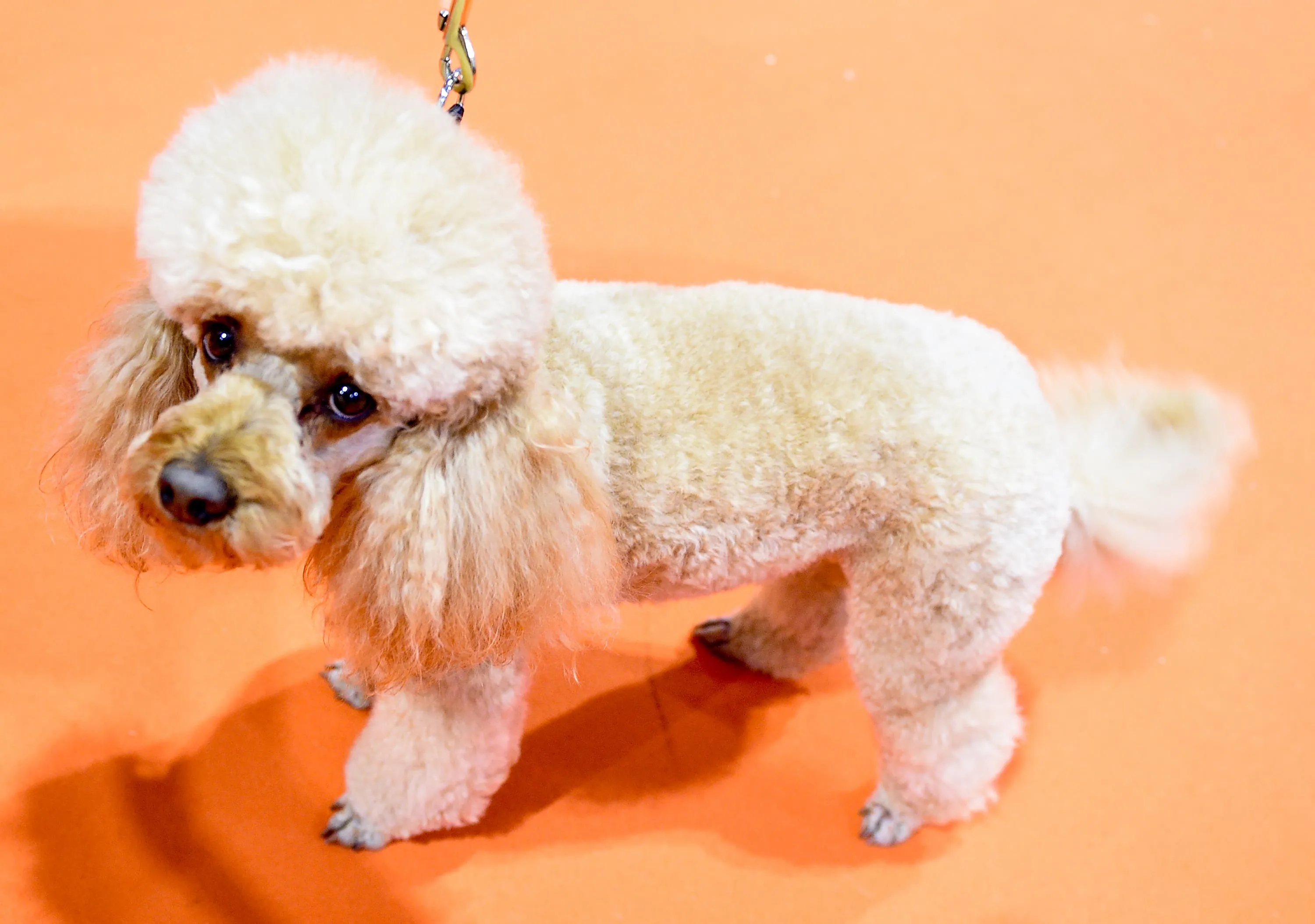 A Miniature Poodle with neatly groomed curly fur, looking elegant and attentive.